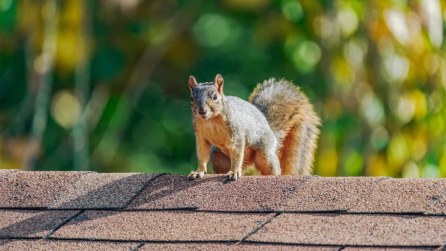 Pest Control​ for roofs