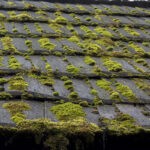 Alge on roof