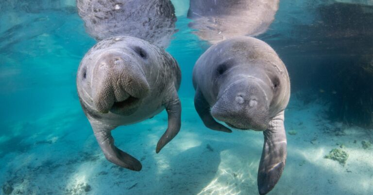 Get information on the best spot to observe the manatees from, the best times to view them, and helpful tips for taking photos. With this guidebook, you'll never miss an opportunity to witness the incredible beauty of the manatees in Crystal River.