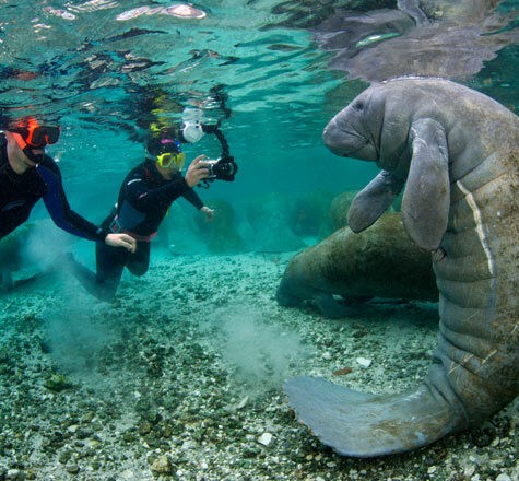 Crystal River Manatees are gentle, slow-moving aquatic mammals found in the shallow waters of Crystal River in Florida.